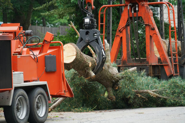 Best Emergency Storm Tree Removal  in Concord, MO